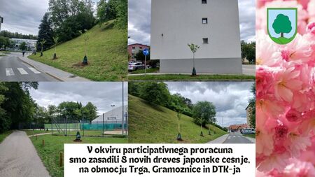 Sadnja dreves ČS Trg